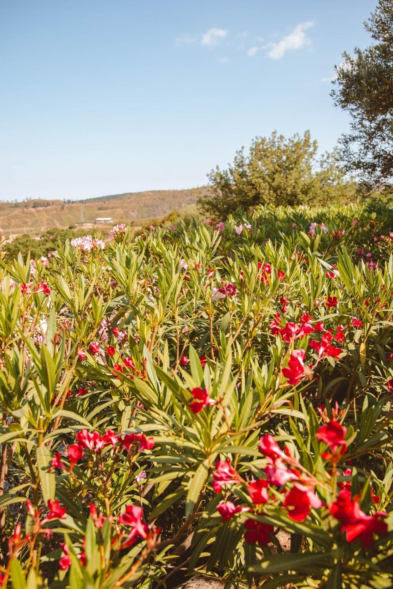 Calami - Villa Romeo - Private Apartments With Pool, Seaview & Olive Grove Santa Caterina Dello Ionio Marina Экстерьер фото