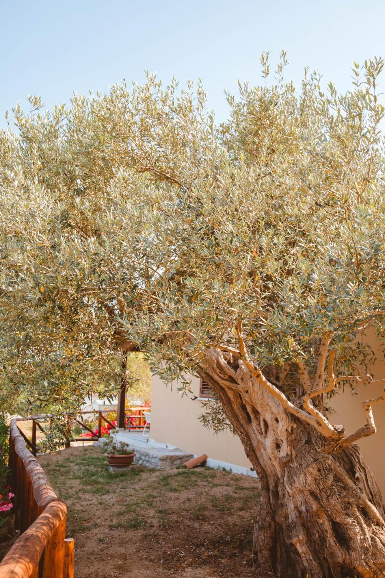 Calami - Villa Romeo - Private Apartments With Pool, Seaview & Olive Grove Santa Caterina Dello Ionio Marina Экстерьер фото